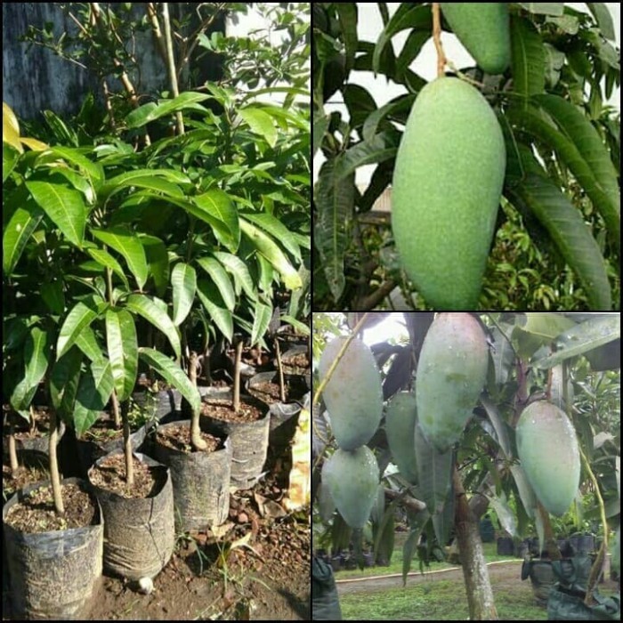 Bibit Tanaman Mangga Kiojay Unggul Pohon Mangga Kiojay Jumbo Termurah POHON