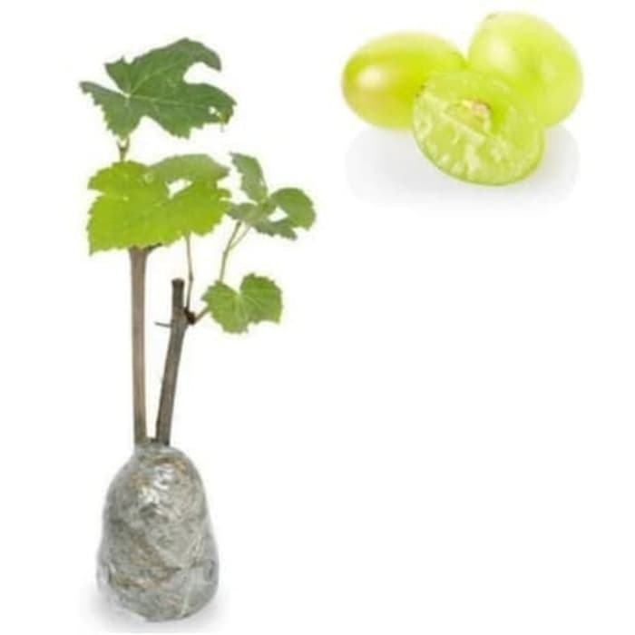 Bibit Tanaman Buah Anggur Hijau Green Jumbo Tanpa Biji POHON