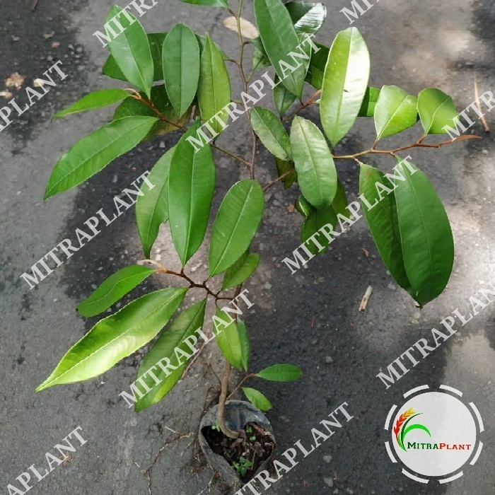 Bibit Pohon Sawo Duren Tanaman Buah Sawo Duren Pohon Sawo Ijo Kenitu POHON