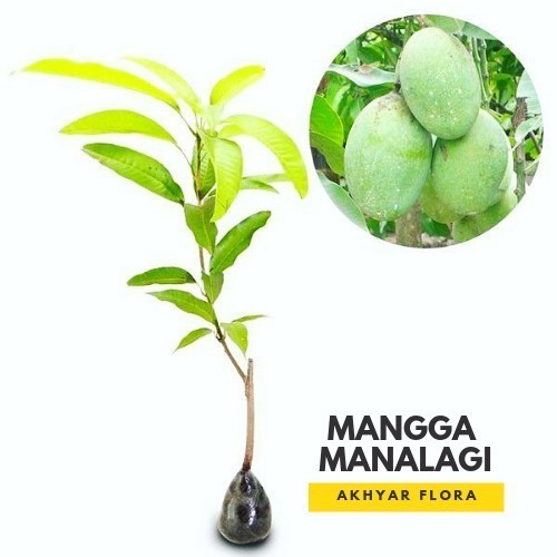 Bibit Mangga Manalagi Pohon Mangga Manalagi Bibit Buah Mangga Manalagi POHON