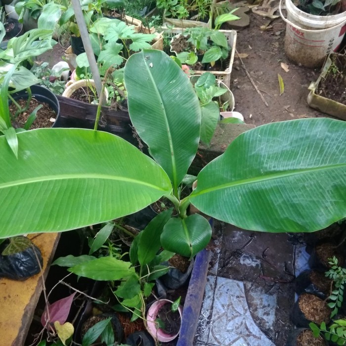 Pisang Raja Buluh - Bibit Tanaman Pisang Raja Buluh Unggul dan Super POHON