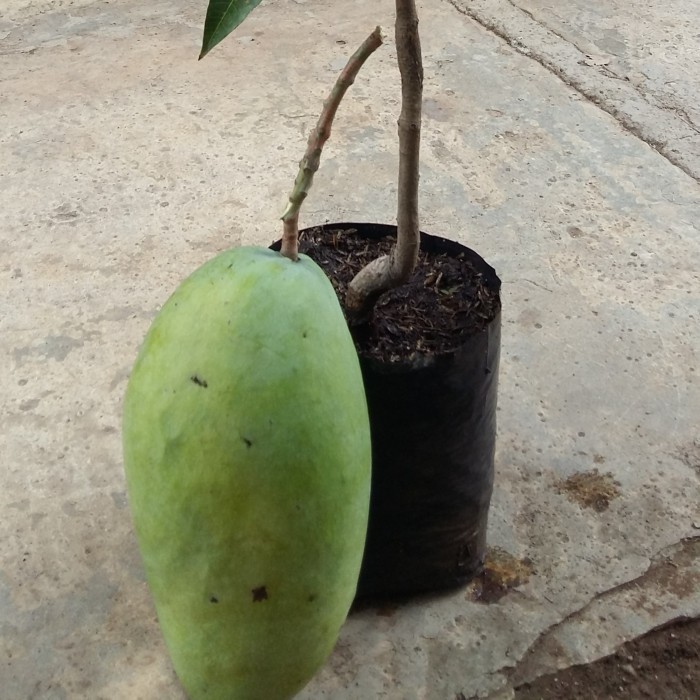 Bibit Tanaman Unggul Mangga Sinangwang POHON