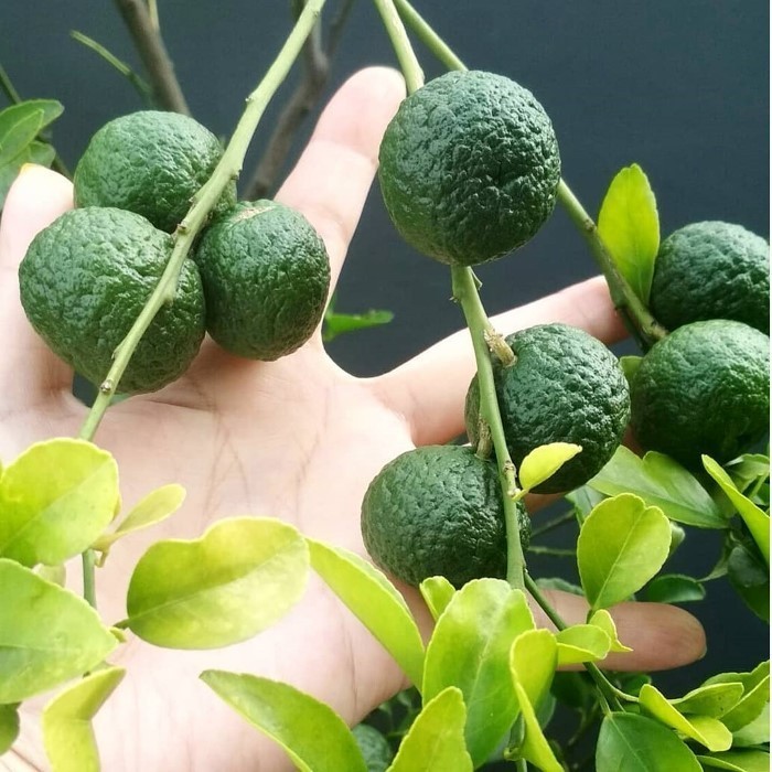 Bibit tanaman jeruk limau/jeruk sambal / Bibit Jeruk Limau Asli POHON