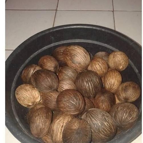 TERPERCAYAA Promo Bibit Pohon Bintaro / Simpalak ( Pohon buah anti POHON