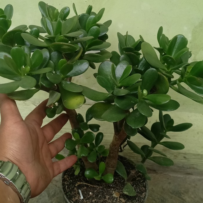 sekulen jade plant bonsai