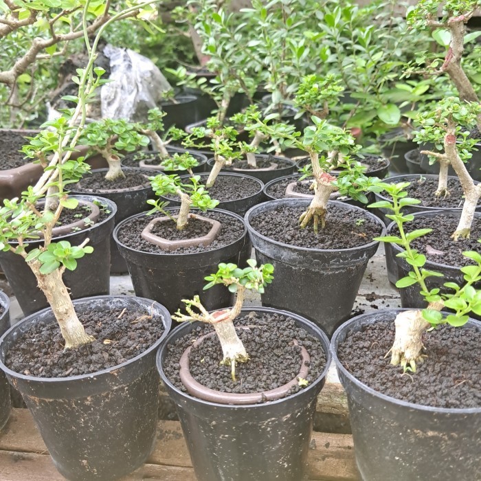 bonsai bahan mame sancang prospek