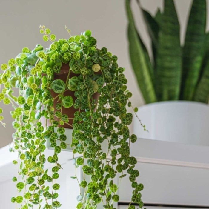 tanaman string of turtle/ s.o.t