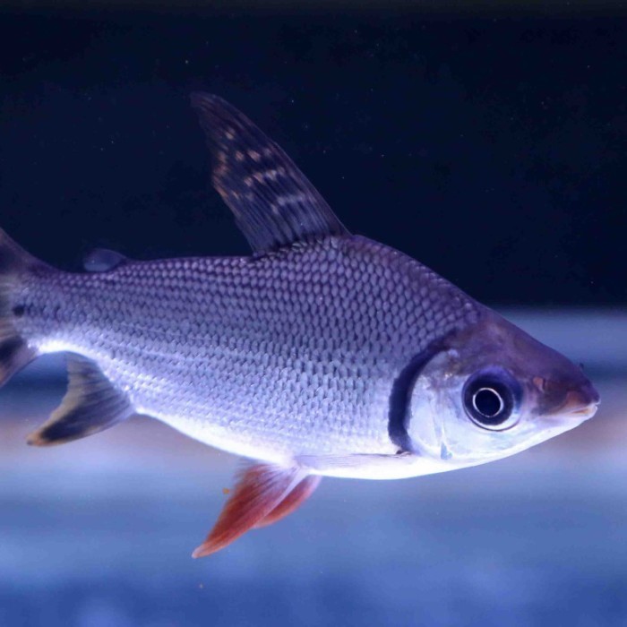 red feifeng flagtail