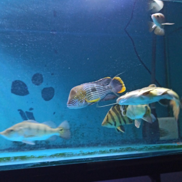 ikan predator cichlid green teror bukan peacockbass