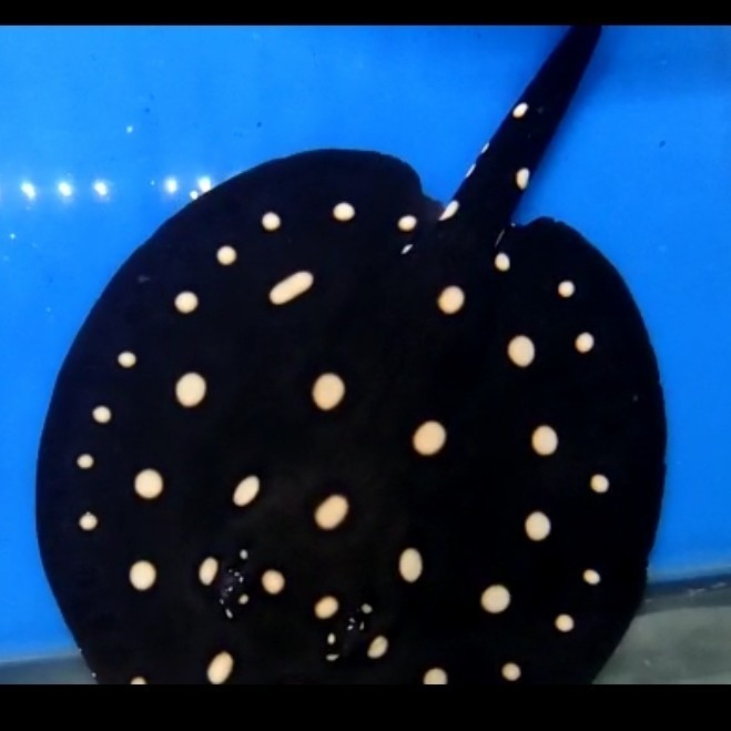 pari air tawar leopoldi pure