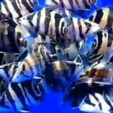 ikan datz borneo