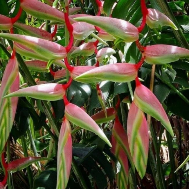 New - tanaman hias pisangan heliconia sexy pink