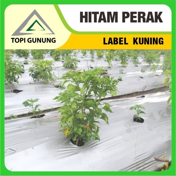 Mulsa Topi Gunung - Hitam Perak Besar - 17 kg - Label Kuning
