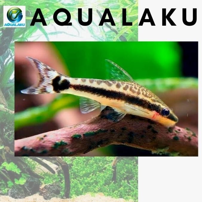 

New! Dwarf Suckers Otos