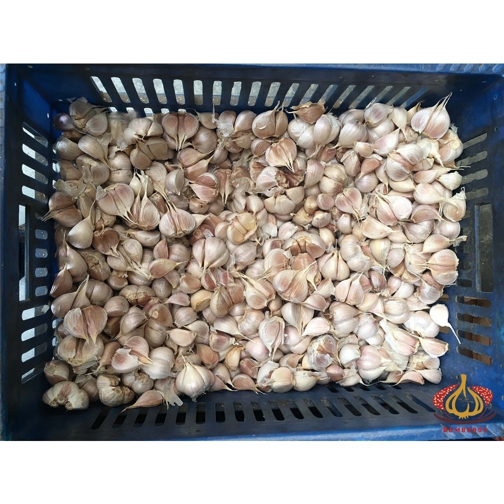 

Bawang Putih Kating 1 Sak Karung Ball 20 kg