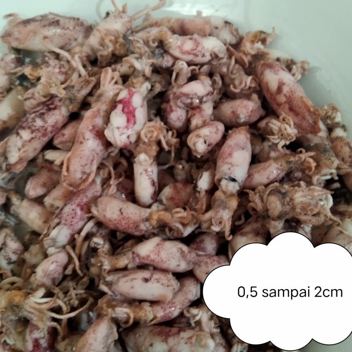 

Cumi asin beby/ super kecil/cumi asin beby/beby cumi asin imut