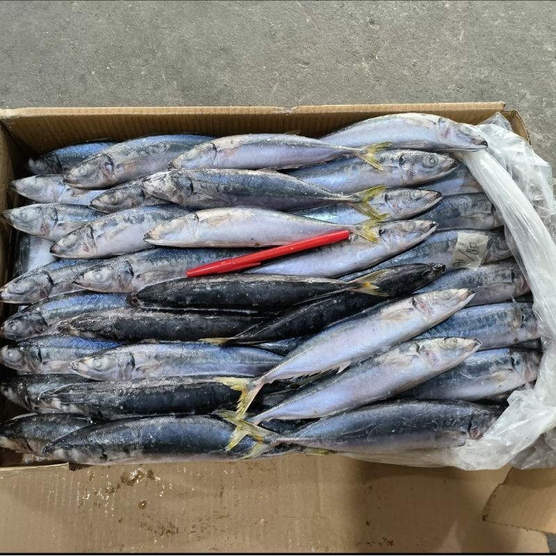 

Ikan Layang Biru (MB) Frozen