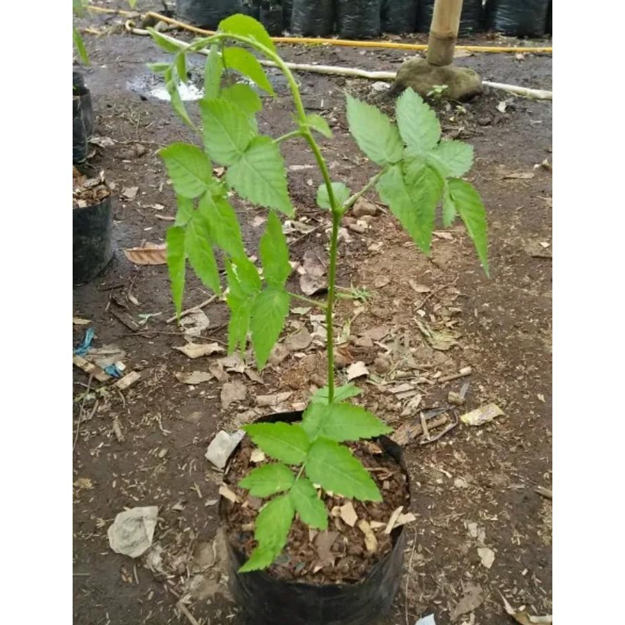 

Bibit pohon buah raspberry/arbei Best Seller