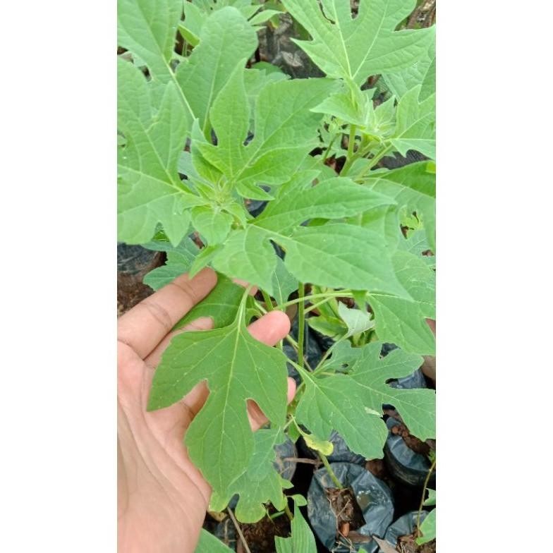 Omahijoofficial Bibit Tanaman Herbal Daun Insulin // Bibit Daun Insulin untuk mencegah diabetes