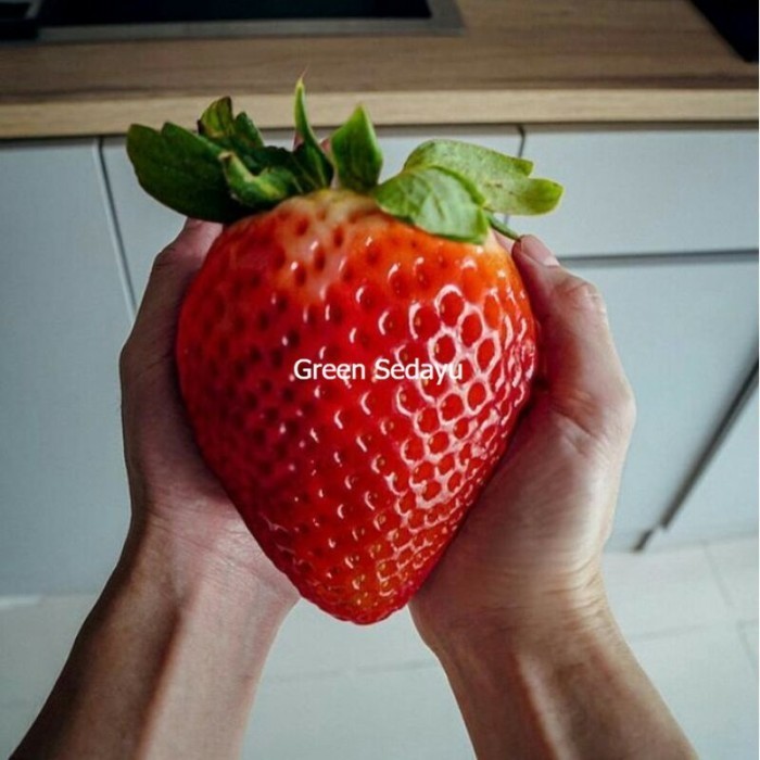 Bibit Pohon Buah Stroberi Jumbo Super Manis ASLI