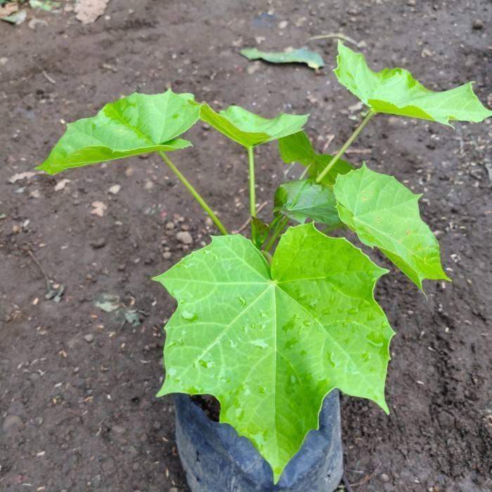 Bibit Pohon Jarak Pagar - Tanaman Buah dan Daun Herbal MM151 ASLI