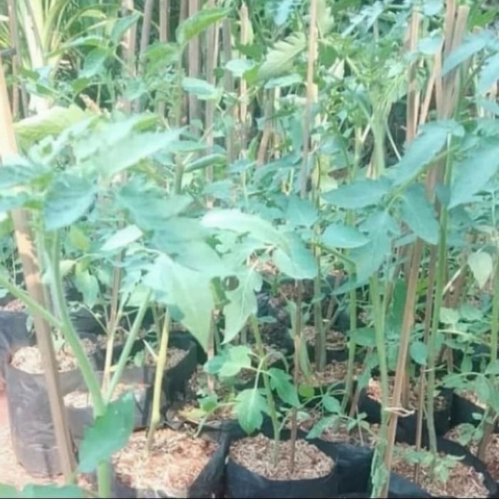 bibit tanaman tomat/pohon buah tomat MANIS ASLI