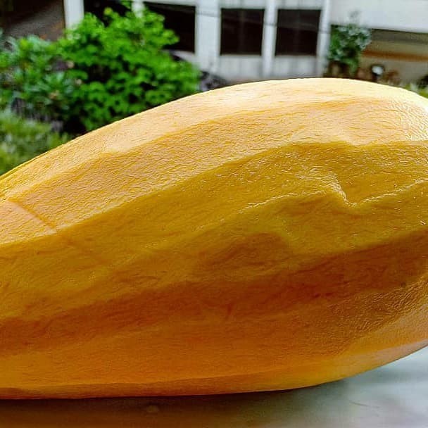 Bibit Mangga Mahatir Pohon Mangga Bibit Buah Mangga Mahatir ASLI