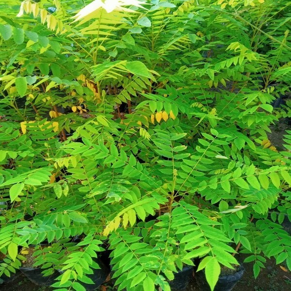 Bibit Pohon Buah Belimbing Wuluh Kuning Premium ASLI