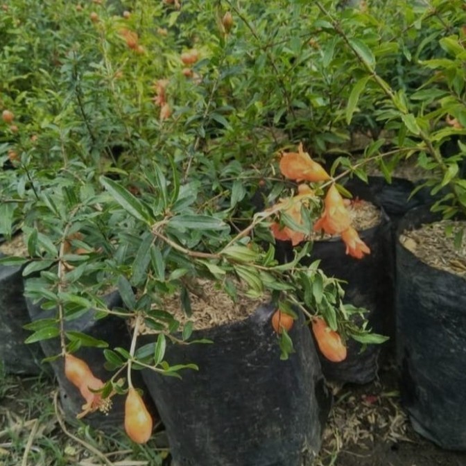 Bibit Pohon Delima Hitam - Buah Herbal Manis a ASLI