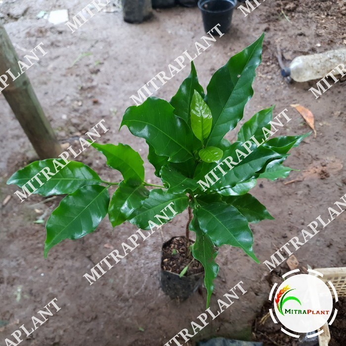 Yulianabibit Bibit Pohon Kopi Arabika - Tanaman Buah Coffea Arabica ASLI
