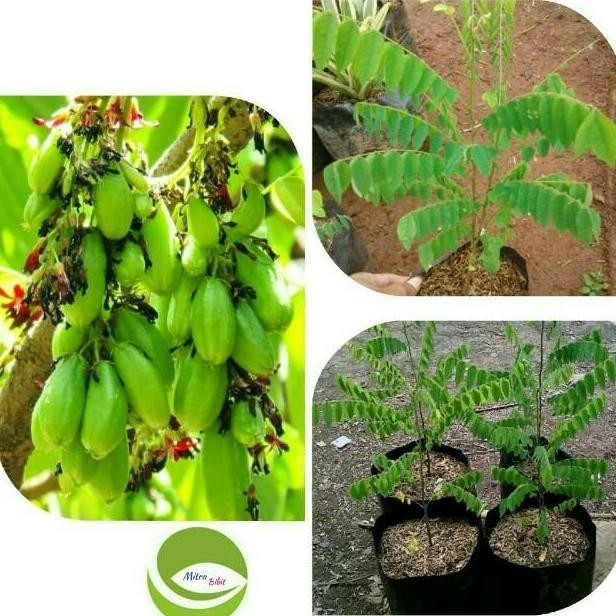 Terlaris Bibit Tanaman Buah Belimbing Wuluh/Pohon Buah Belimbing Wuluh ASLI