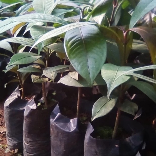 bibit buah manggis/bibit pohon manggis ASLI