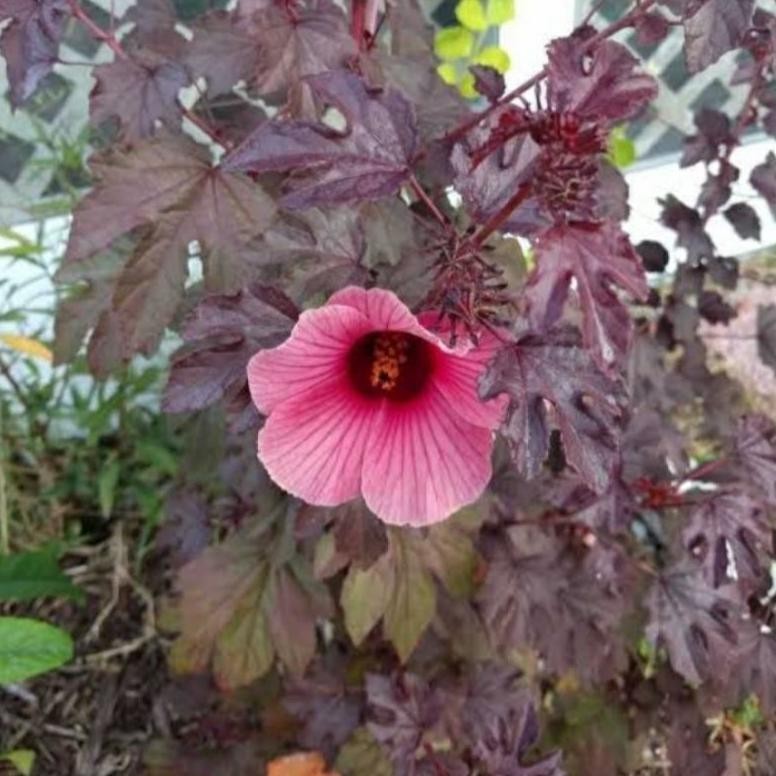 omahijoofficial Bahan Bonsai Red Panama ukuran -+60 cm // Bibit Red Panama bisa digrafting waru // B