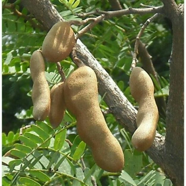 omahijoofficial Bibit Tanaman Asam Jawa ! Bakal Bonsai Asam ! Bibit Asam Jawa !