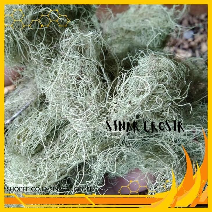 

KAYU ANGIN 500GR , ASLI DAN MURNI - SURABAYA BERKUALIAS