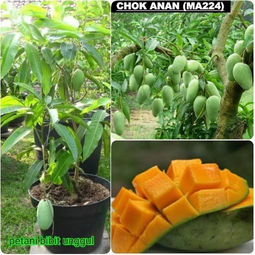 

Bibit Mangga Chokanan Pohon Mangga Cepat Berbuah Ukuran Besar