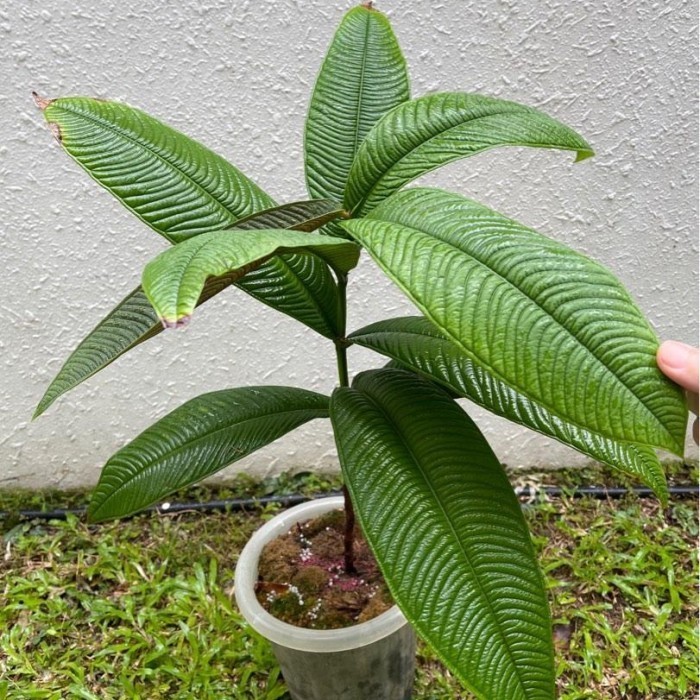 

Bibit Jambu Papua Sulawesi Ori (Syzygium Jiewhoei) Tanaman Langka