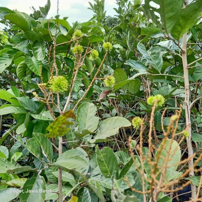 

Bibit Pohon Rambutan Rapiahroliah Siap Berbuah