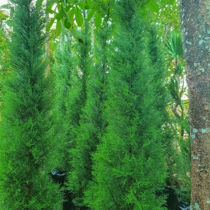 

Tanaman Cemara Wangi 1,5 Meteran