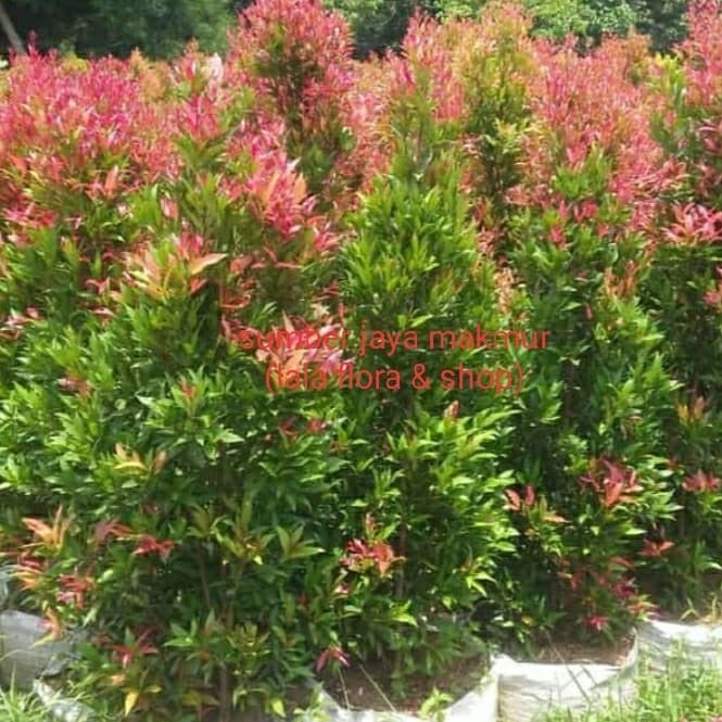 

Pohon Tanaman Pucuk Merah Tinggi 60Cm - 80Cm