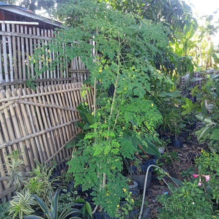 

Pohon Daun Kelor Tinggi 150Cm