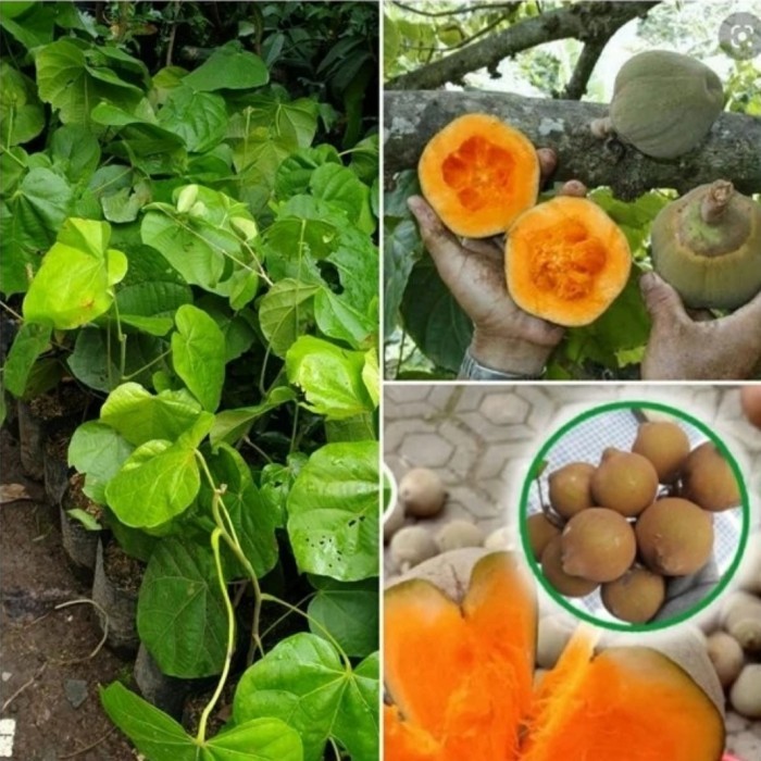 

Bibit Tanaman Pohon Sapote Jenis Cupa Cupa Langka