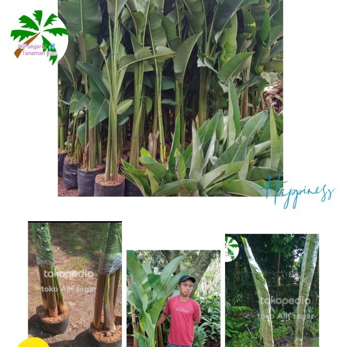 

Tanaman Hias Pisang Karibay. 1--2 M