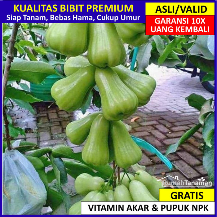 

Bibit Jambu Air Tsg Bergaransi, Pohon Jambu Air Taiwan Super Green Ori