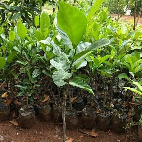 

Bibit Tanaman Pohon Nangka Cempedak King Super