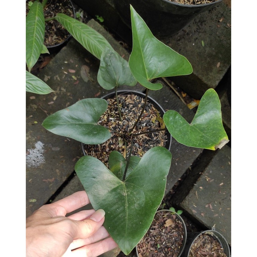 

Tanaman Hias Anthurium Bintang Kejora - Antorium Bintang Gejora
