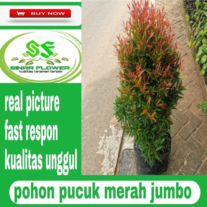 

Pohon Pucuk Merah 1Mtanaman Hiaspucuk Merah