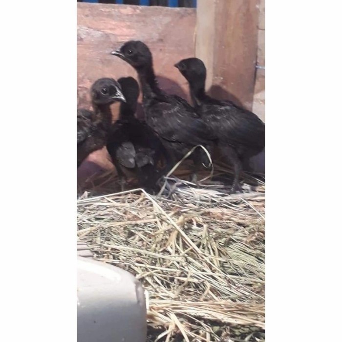 doc bekisar cemani bekicem