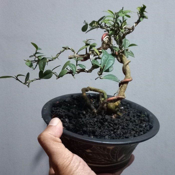 

Bonsai Mame Jeruk Kingkit