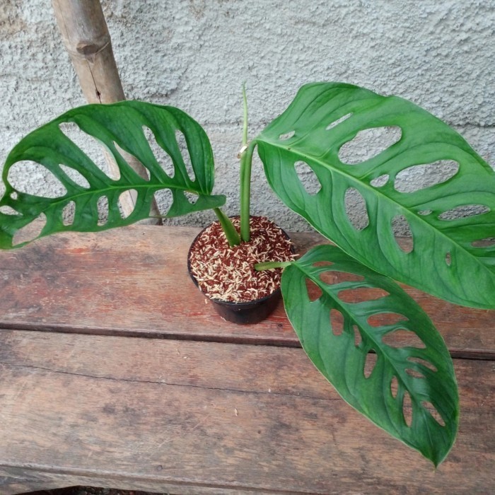 

Paket 2 Janda Bolong Acuminata Size Big